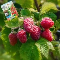 NAWÓZ ORGANICZNY NATURALNY GRANULAT 3W1 WARZYWA KWIATY DRZEWA OWOCOWE 1KG 6281
