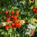NAWÓZ ORGANICZNY NATURALNY GRANULAT 3W1 WARZYWA KWIATY DRZEWA OWOCOWE 1KG 6282