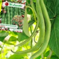 FASOLA SZPARAGOWA WIELOKWIATOWA KARŁOWA HESTIA BEZWŁÓKNISTA NASIONA 40g 6320