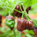 PAPRYKA CHIŃSKA HABANERO CHOCOLATE BARDZO OSTRA CIEMNA NASIONA LEGUTKO 6379