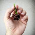 PAPRYKA CHIŃSKA HABANERO CHOCOLATE BARDZO OSTRA CIEMNA NASIONA LEGUTKO 6380