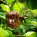 PAPRYKA CHIŃSKA HABANERO CHOCOLATE BARDZO OSTRA CIEMNA NASIONA LEGUTKO 6381