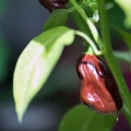 PAPRYKA CHIŃSKA HABANERO CHOCOLATE BARDZO OSTRA CIEMNA NASIONA LEGUTKO 6382