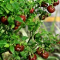 PAPRYKA CHIŃSKA HABANERO CHOCOLATE BARDZO OSTRA CIEMNA NASIONA LEGUTKO 6383