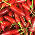 PAPRYKA OSTRA SERRANO CZERWONA PODŁÓŻNA NASIONA W. LEGUTKO 0,2g 48 NASION 6385