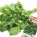 SELER LISTKOWY GREEN CUTTING DO SUSZENIA AROMATYCZNY NASIONA LEGUTKO 0,2g 6393