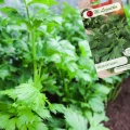 SELER LISTKOWY GREEN CUTTING DO SUSZENIA AROMATYCZNY NASIONA LEGUTKO 0,2g 6395