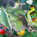 REVUS 250SC RTU GOTOWY SPRAY GRZYBOBÓJCZY NA ZARAZĘ POMIDORA I MĄCZNIAKA 1L 6415