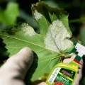 REVUS 250SC RTU GOTOWY SPRAY GRZYBOBÓJCZY NA ZARAZĘ POMIDORA I MĄCZNIAKA 1L 6419