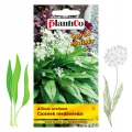 PLANTICO NASIONA CZOSNEK NIEDŹWIEDZI LECZNICZY AROMAT MIODODAJNY 0,5G 6434