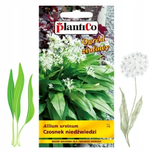 PLANTICO NASIONA CZOSNEK NIEDŹWIEDZI LECZNICZY AROMAT MIODODAJNY 0,5G