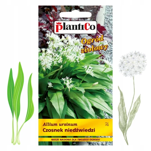 PLANTICO NASIONA CZOSNEK NIEDŹWIEDZI LECZNICZY AROMAT MIODODAJNY 0,5G