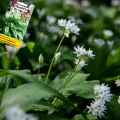 PLANTICO NASIONA CZOSNEK NIEDŹWIEDZI LECZNICZY AROMAT MIODODAJNY 0,5G 6437