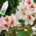 FLOROVIT NAWÓZ WIELOSKŁADNIKOWY PŁYN DO RODODENDRONÓW OBFITE KWITNIENIE 1L 6444