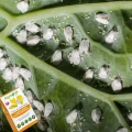 AGROPAK TABLICE LEPOWE LEP ZIEMIÓRKI MSZYCE MĄCZLIK PRZĘDZIORKI 12 SZT 6459
