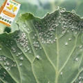 AGROPAK TABLICE LEPOWE LEP ZIEMIÓRKI MSZYCE MĄCZLIK PRZĘDZIORKI 12 SZT 6460