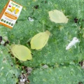 AGROPAK TABLICE LEPOWE LEP ZIEMIÓRKI MSZYCE MĄCZLIK PRZĘDZIORKI 12 SZT 6461
