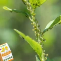AGROPAK TABLICE LEPOWE LEP ZIEMIÓRKI MSZYCE MĄCZLIK PRZĘDZIORKI 12 SZT 6462