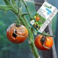 ŚRODEK GRZYBOBÓJCZY SUMIN PROPLANT 722 SL OCHRONA WARZYW I ROŚLIN 100ML 6511