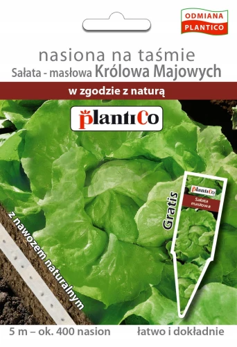 SAŁATA MASŁOWA KRÓLOWA MAJOWYCH NASIONA NA TAŚMIE