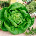 SAŁATA GŁOWIASTA MASŁOWA JUSTYNA O DUŻYCH GŁÓWKACH NASIONA LEGUTKO 1g 6582