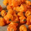 PAPRYKA CHIŃSKA HABANERO ORANGE BARDZO OSTRA MAŁA POMARAŃCZOWA NASIONA 15mg 6609