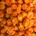PAPRYKA CHIŃSKA HABANERO ORANGE BARDZO OSTRA MAŁA POMARAŃCZOWA NASIONA 15mg 6610