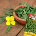 RUKOLA WĄSKOLISTNA ROKIETTA BARDZO SMACZNA NASIONA PLANTICO 500mg 6612