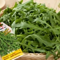 RUKOLA WĄSKOLISTNA ROKIETTA BARDZO SMACZNA NASIONA PLANTICO 500mg 6617