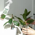 SUMIN ODŻYWKA NAWOZOWA DO ROŚLIN ZIELONYCH JUKA DRACENA PALMA FIKUS 300ML 6626
