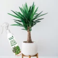 SUMIN ODŻYWKA NAWOZOWA DO ROŚLIN ZIELONYCH JUKA DRACENA PALMA FIKUS 300ML 6629