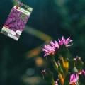 W. LEGUTKO NASIONA MIESZANKA ROŚLIN SŁONECZNICA NA SKALNIAKI RÓŻOWA 0,02G 6702