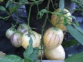 PEPINO OWOC O SMAKU MELONA LUB MANGO NASIONA LEGUTKO 0,01g 6739