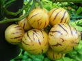 PEPINO OWOC O SMAKU MELONA LUB MANGO NASIONA LEGUTKO 0,01g 6740