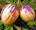 PEPINO OWOC O SMAKU MELONA LUB MANGO NASIONA LEGUTKO 0,01g 6742