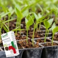 SUMIN MULTIROOTS AKTYWUJE PROCES UKORZENIANIA SADZONKI NAWÓZ PŁYNNY 0,1KG 6756