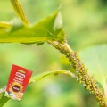 SUBSTRAL POLYSECT DŁUGO DZIAŁAJĄCY NATUREN TARCZNIK PRZĘDZIOREK MSZYCA 20ML 6776