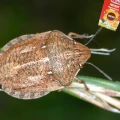 SUBSTRAL POLYSECT DŁUGO DZIAŁAJĄCY NATUREN TARCZNIK PRZĘDZIOREK MSZYCA 20ML 6777