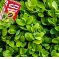 POLYSECT 005SL NATUREN MSZYCE PRZĘDZIORKI TARCZNIKI ĆMĘ BUKSZPANOWĄ 100ML 6797