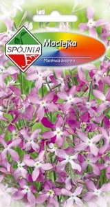 MACIEJKA OGRODOWA PACHNĄCA NASIONA SPÓJNIA 3g