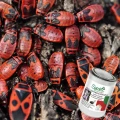 SUMIN KLEJ ENTOMOLOGICZNY ZWALCZA OWADY LEP DO DRZEW SKUTECZNY NA 2,5 M2 1L 6862