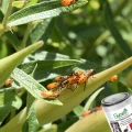 SUMIN KLEJ ENTOMOLOGICZNY ZWALCZA OWADY LEP DO DRZEW SKUTECZNY NA 2,5 M2 1L 6864