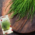 SZCZYPIOREK WIELOLETNI MEDIUM LEAF AROMATYCZNY NASIONA W.LEGUTKO 2g 6921