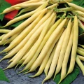 FASOLA ŻÓŁTA TARA SZPARAGOWA KARŁOWA BEZWŁÓKNISTA NASIONA SPÓJNI 50g 6934