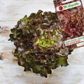 SAŁATA LIŚCIOWA CZERWONA RED SALAD BOWL DĘBOLISTNA DEKORACYJNA NASIONA 1g 6955