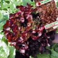 SAŁATA LIŚCIOWA CZERWONA RED SALAD BOWL DĘBOLISTNA DEKORACYJNA NASIONA 1g 6956