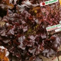 SAŁATA LIŚCIOWA CZERWONA RED SALAD BOWL DĘBOLISTNA DEKORACYJNA NASIONA 1g 6960