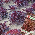 SAŁATA LIŚCIOWA CZERWONA RED SALAD BOWL DĘBOLISTNA DEKORACYJNA NASIONA 1g 6961