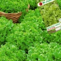SAŁATA LIŚCIOWA DĘBOLISTNA ZIELONA SALAD BOWL NASIONA LEGUTKO 1g 6971