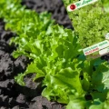 SAŁATA LIŚCIOWA DĘBOLISTNA ZIELONA SALAD BOWL NASIONA LEGUTKO 1g 6975